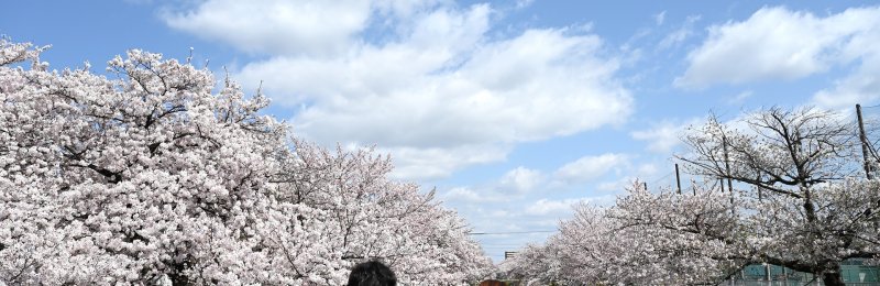情人节 Valentine