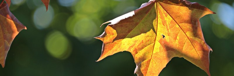 立秋 Beginning of Autumn