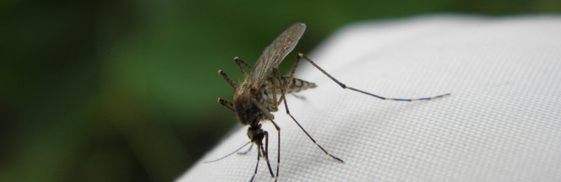 驱蚊 Mosquito repellent