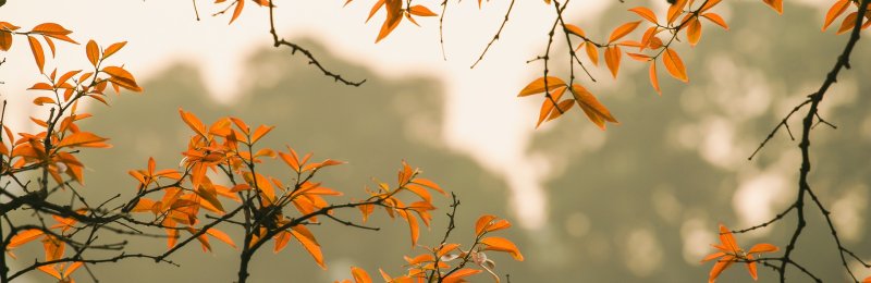处暑节气 Chushu solar term