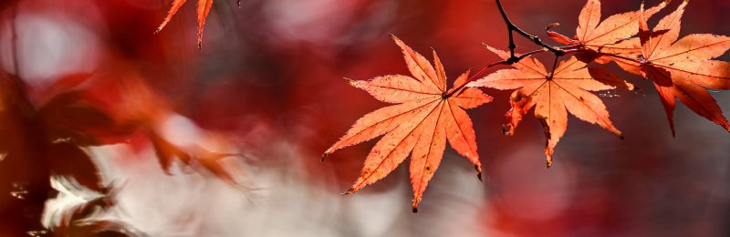 秋分节气 Autumnal equinox solar term
