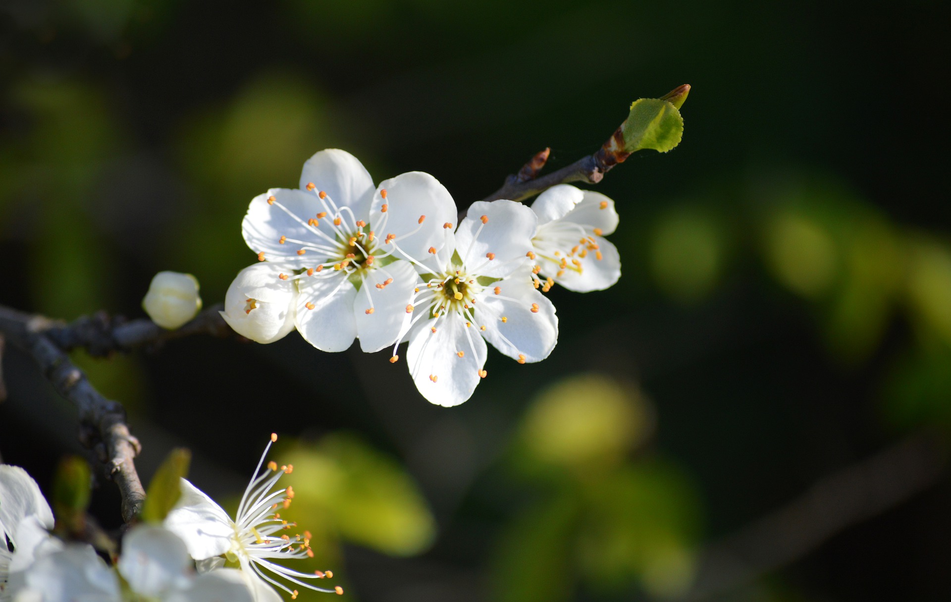 立春时节 Beginning of Spring