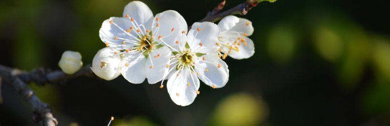 立春时节 Beginning of Spring