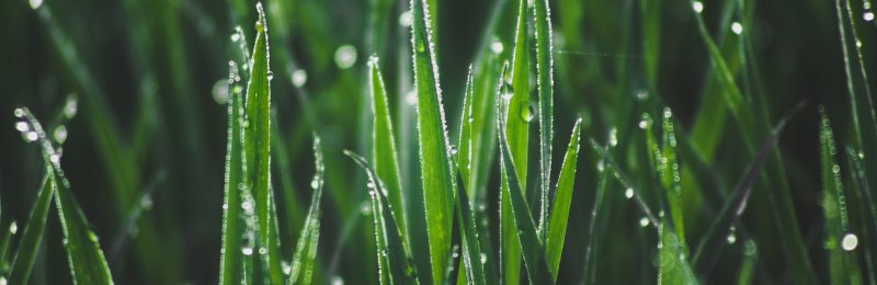露水 Dew