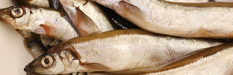 鲜鱼保鲜 Fresh fish preservation