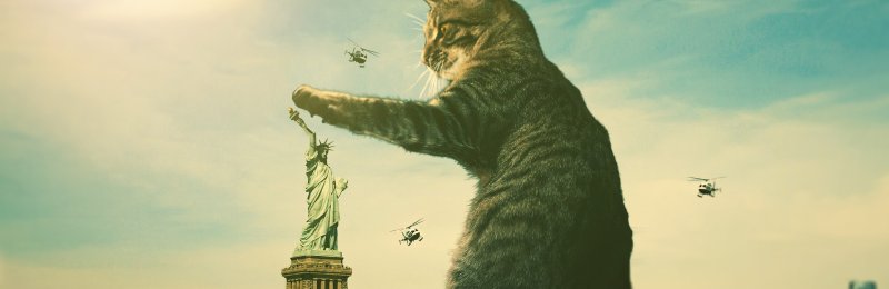 大型猫 Large Cat