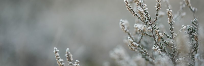 小雪节气 Light snow season