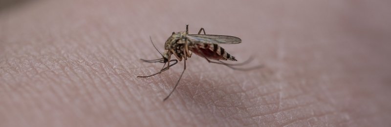 驱蚊 Mosquito repellent