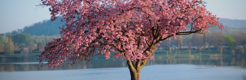 春分节气 Spring Equinox solar term