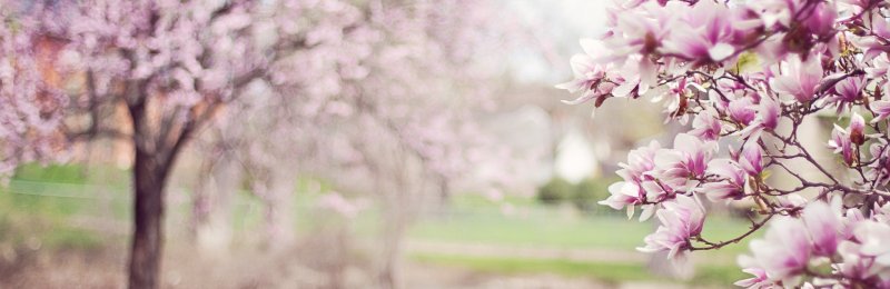 春分节气 Spring Equinox solar term