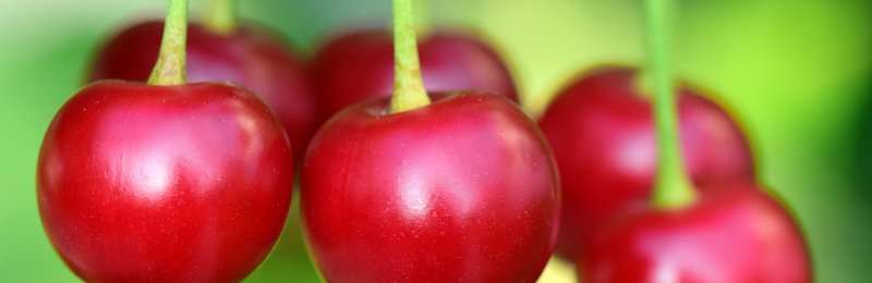 春季水果 Spring fruits