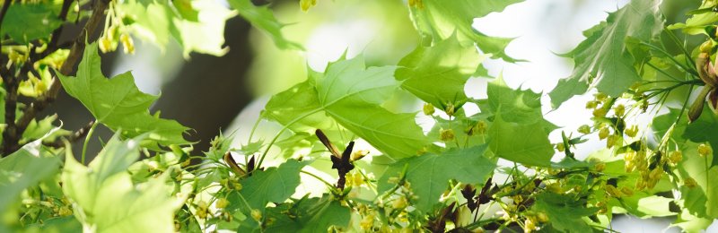 立夏节气 The Beginning of Summer solar term