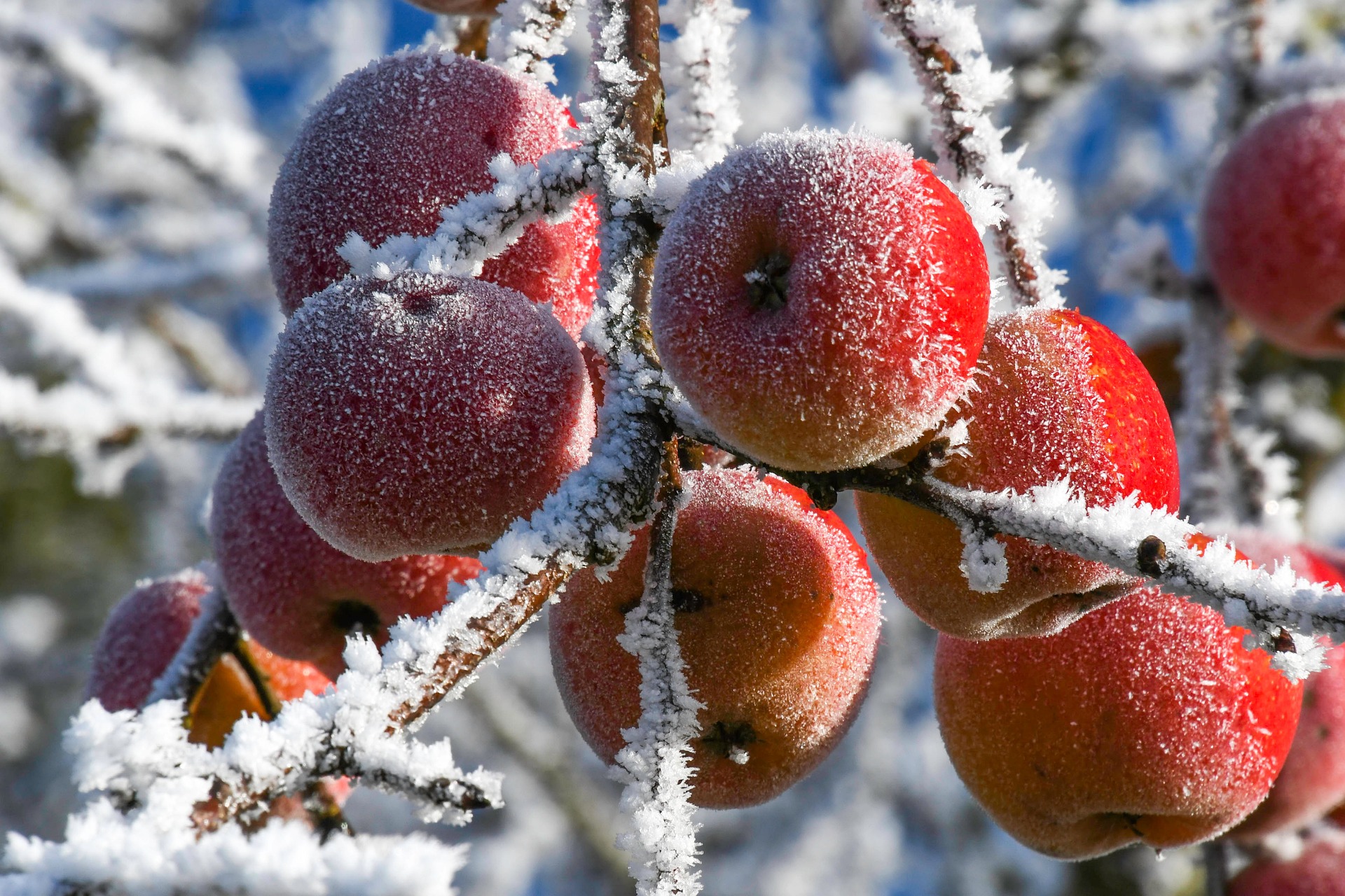 冬季水果 Winter fruits