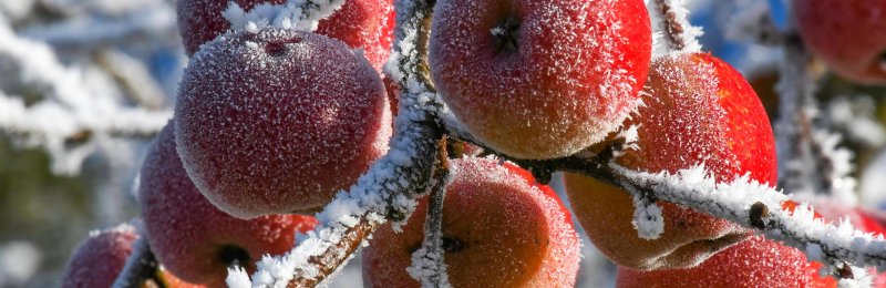 冬季水果 Winter fruits