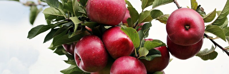 苹果 apple