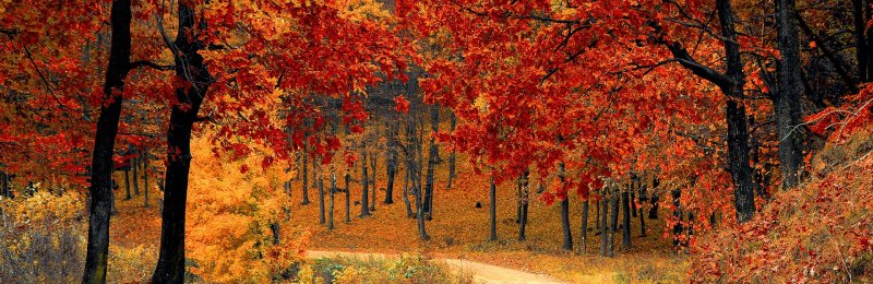 立秋 autumn