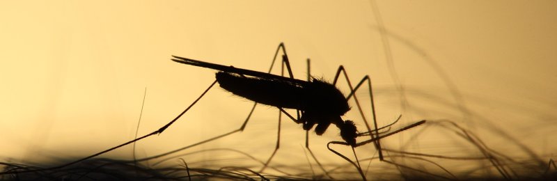蚊子 mosquito