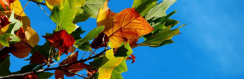 秋分节气 Autumnal equinox solar term