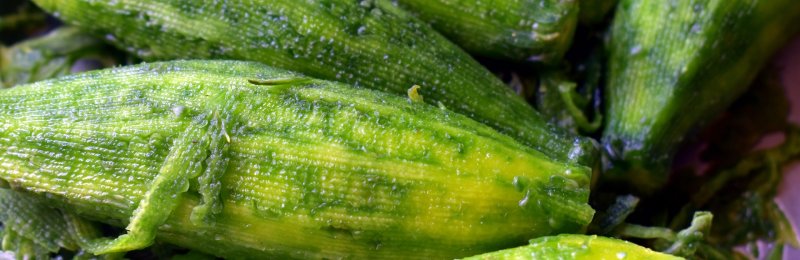 苦瓜苦味 bitter melon