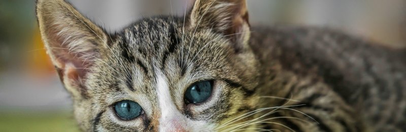 养猫 cat