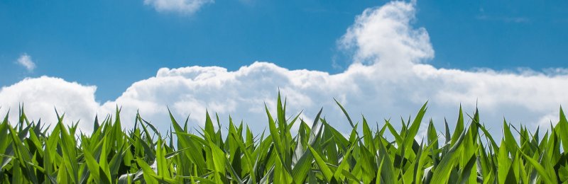 玉米 corn