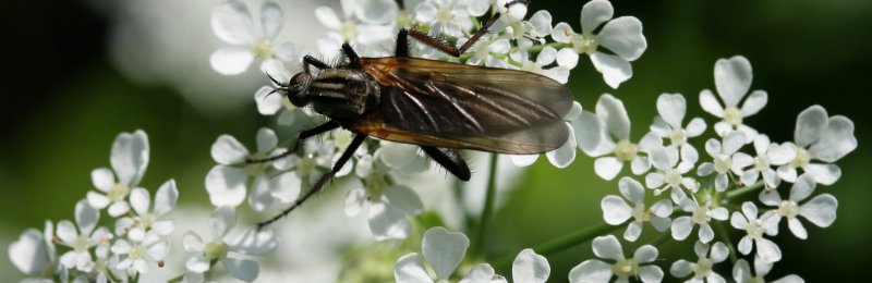 蚊子 mosquito