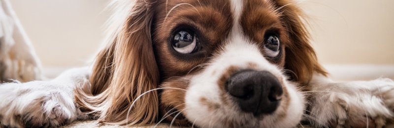 狗狗 dog