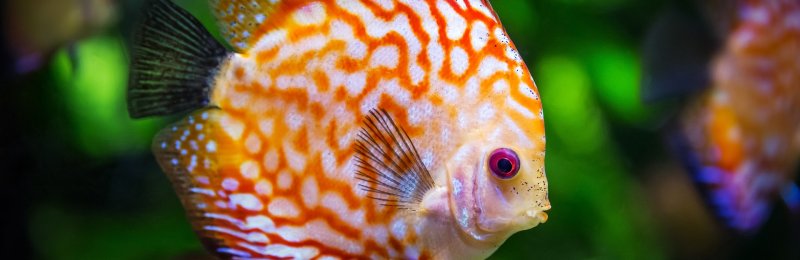观赏鱼 fish for display