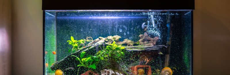 鱼缸 fish tank