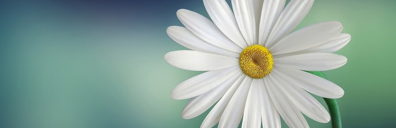 花卉 flower
