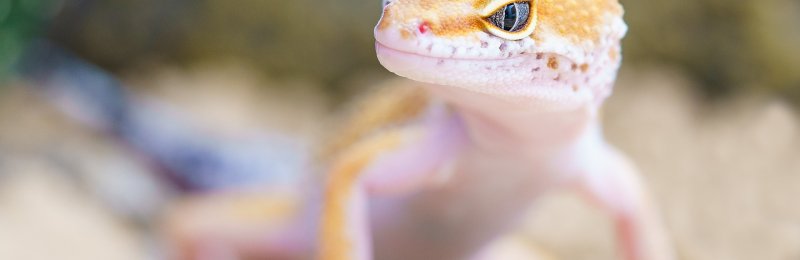 壁虎 gecko