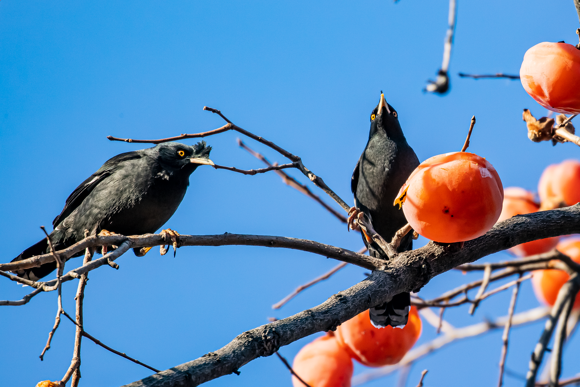 柿子 persimmon