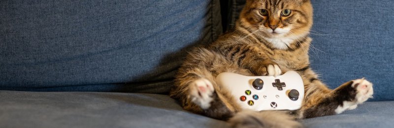 养猫 pets cat