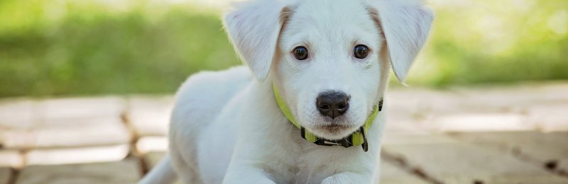 宠物狗 pets dog