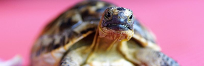 乌龟 tortoise