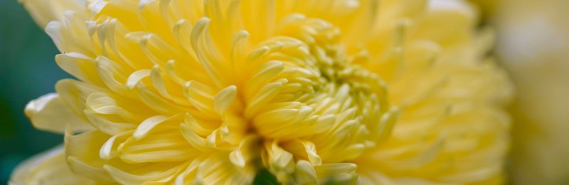 重阳节赏菊 Appreciating Chrysanthemums during the Double Ninth Festival