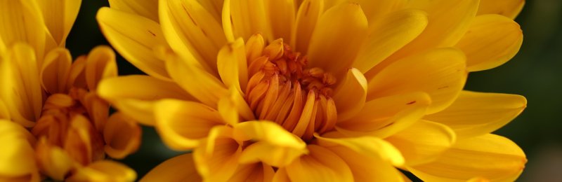 重阳节赏菊 Appreciating Chrysanthemums during the Double Ninth Festival