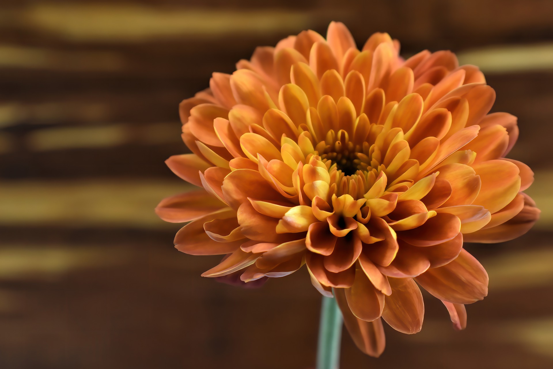 赏菊 Appreciating Chrysanthemums