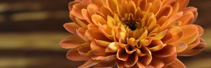 赏菊 Appreciating Chrysanthemums