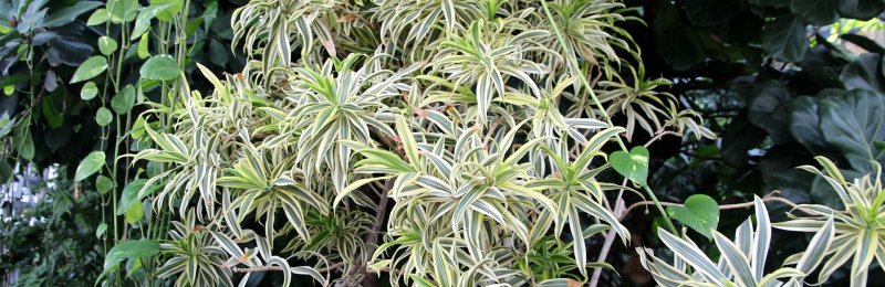 降温植物 Chlorophytum comosum