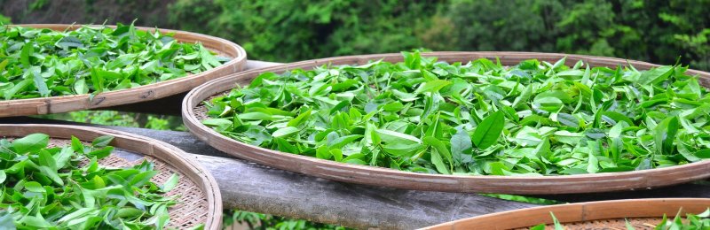 茶的分类 Classification of Tea
