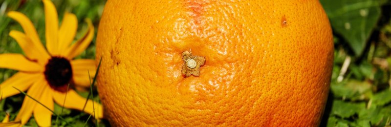 水果变质 Fruit spoilage