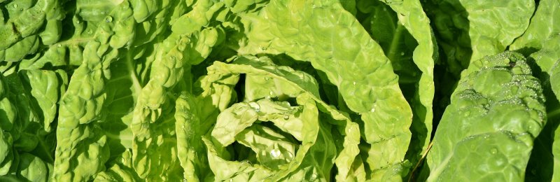 绿叶蔬菜 Green leafy vegetables