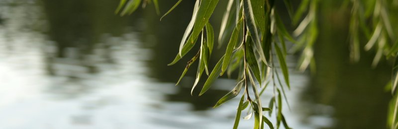 插柳 Inserting willows
