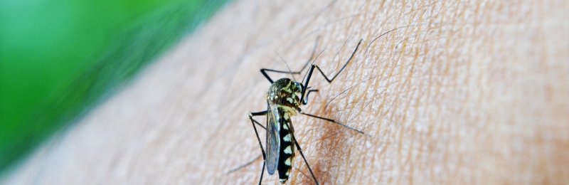 防蚊技巧 Mosquito prevention
