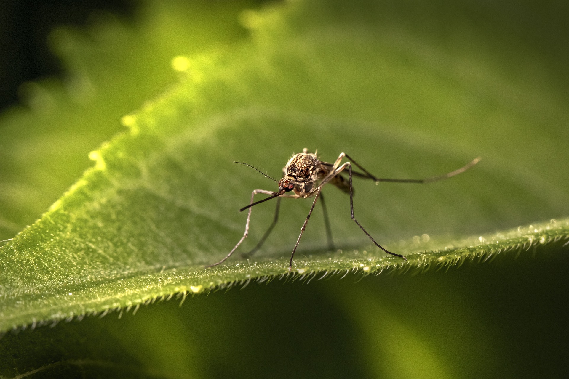 夏天蚊子 Mosquitoes in Summer