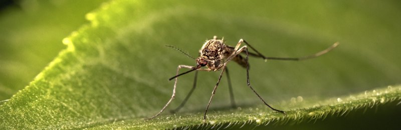 夏天蚊子 Mosquitoes in Summer