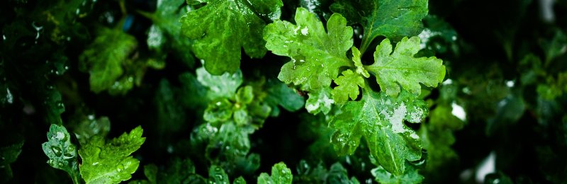 艾叶 Mugwort leaf