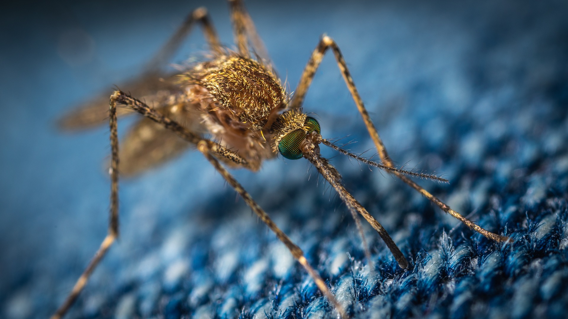 夏季防蚊 Summer Mosquito Prevention