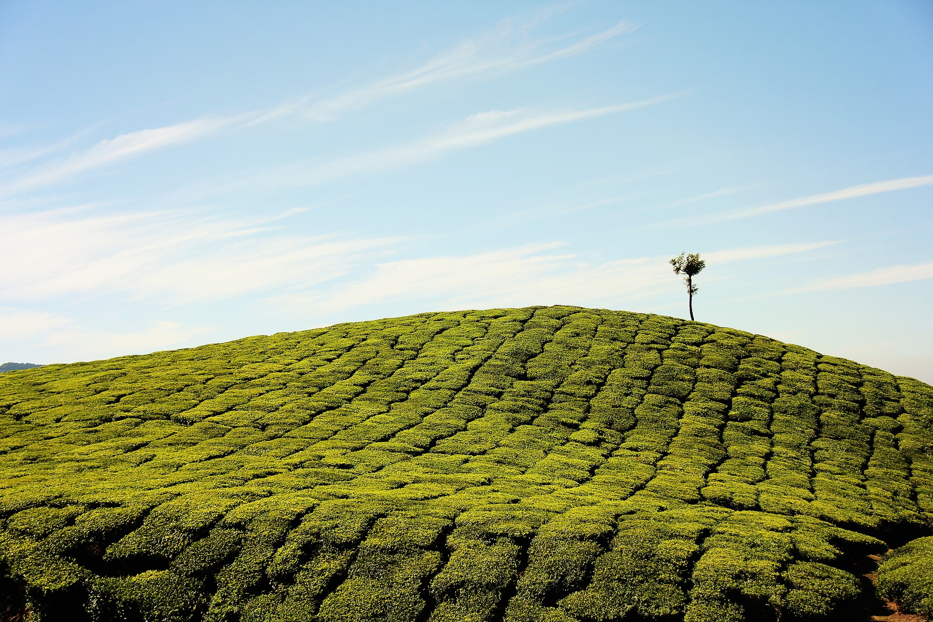 茶的不同 The Differences in Tea